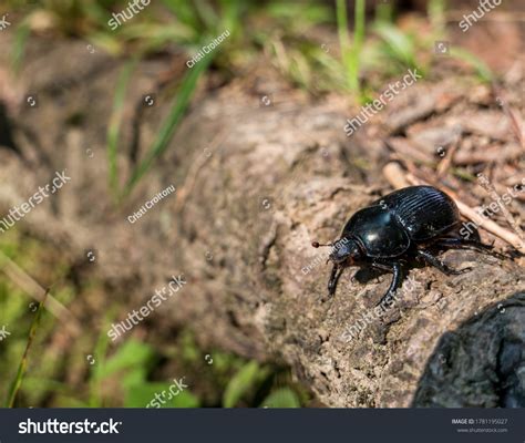 1,100 Mountain Pine Beetle Images, Stock Photos & Vectors | Shutterstock