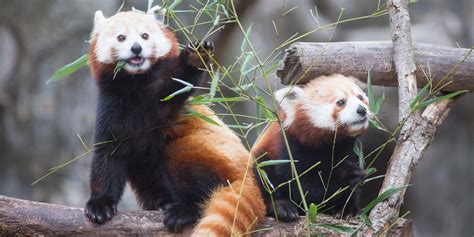 TIL that red pandas were the original pandas and giant pandas were ...