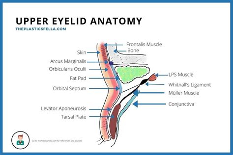 Upper Eyelid Anatomy