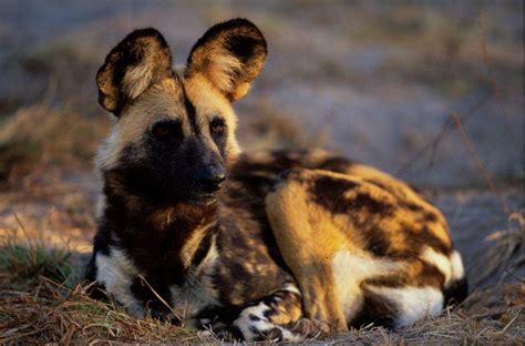 Disease kills 12 endangered wild dogs in South Africa | Endangered | Earth Touch News