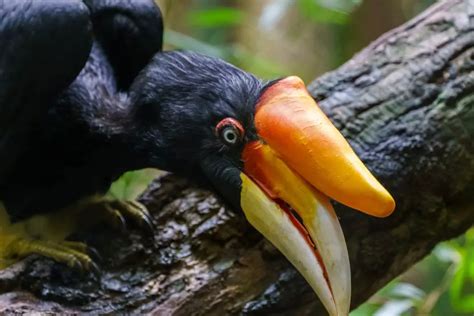 Hornbill vs Toucan | Are They Same! - Difference Between Them: