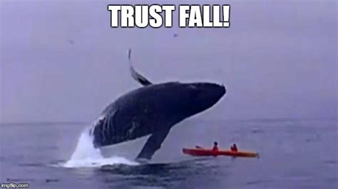 Whale Trust Fall - Imgflip