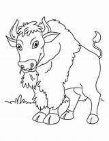 Free Bison Coloring Pages Printable sketch template