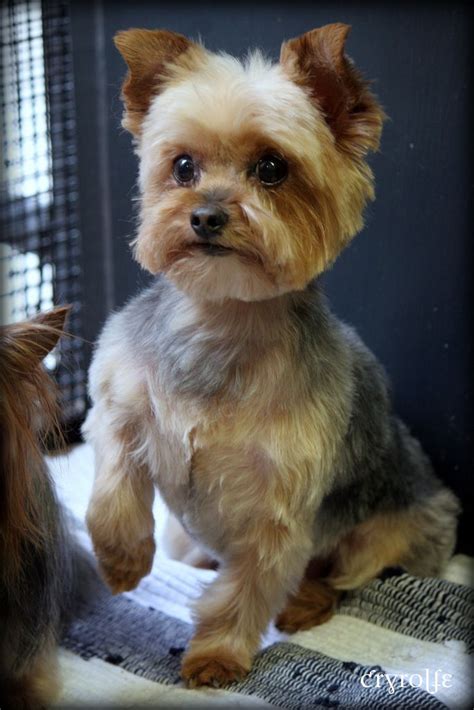 20 best Yorkie Poo Haircuts images by Susan on Pinterest | Yorkie poo ...