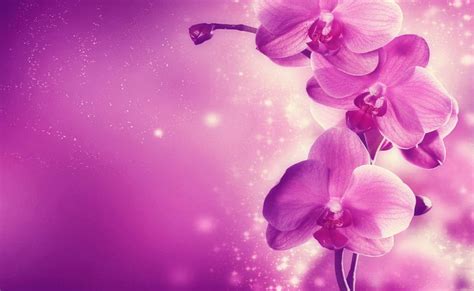 Purple Orchid Wallpaper - WallpaperSafari