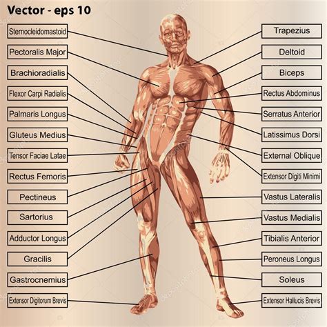 Male Human Body Anatomy