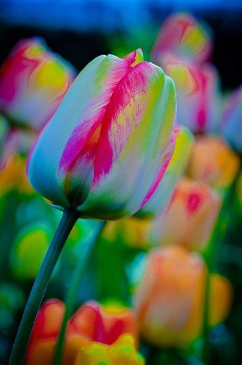 Rainbow Tulip 💙💜 | Flower garden plants, Amazing flowers, Beautiful flowers