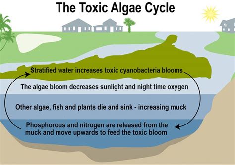 Harmful Algae Blooms and Cyanobacteria | Vertex Aquatic Solutions