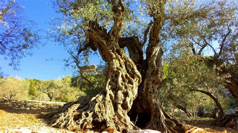 Olive trees of Bchaaleh are the oldest olive trees in Lebanon – LebanonUntravelled.com