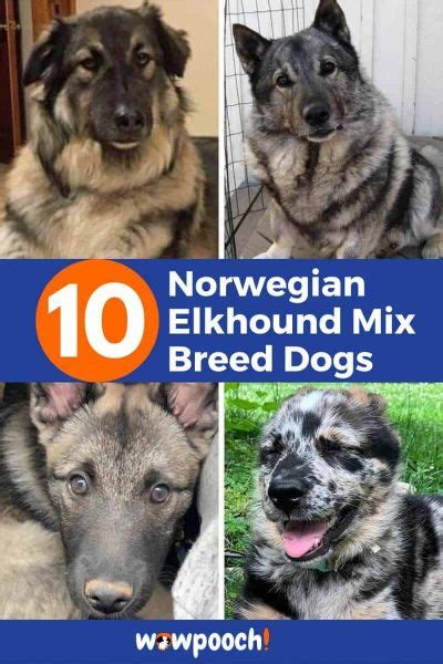 10 Astonishing Norwegian Elkhound Mix Breed Dogs - WowPooch