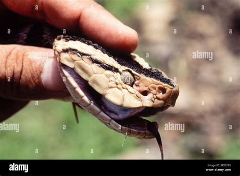 The Fer-de-lance, Bothrops asper, in Panama. A worker is preparing to ...