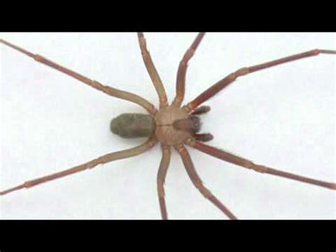 Identifying Spiders in New Jersey - YouTube