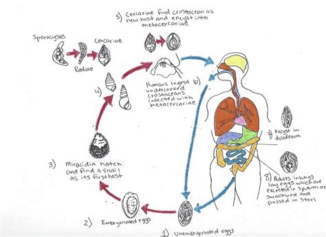 Paragonimus Westermani-Lung Fluke Infection – Human STEAM