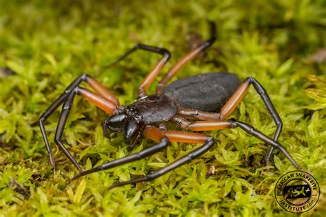 Scorpion Spider - African Snakebite Institute