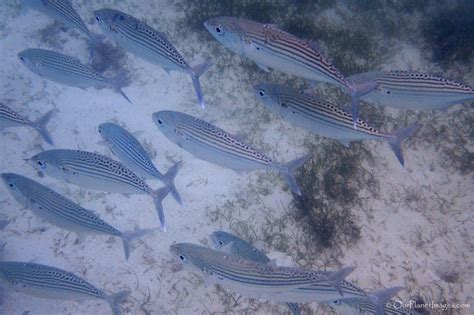 Snorkeling at Dravuni Island, Fiji