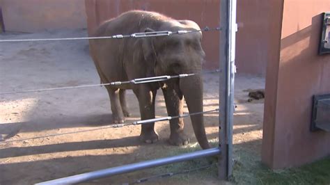 Los Angeles Zoo Celebrates World Elephant Day | KTLA