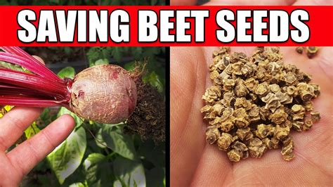 How To Collect And Save Beet Seeds - YouTube