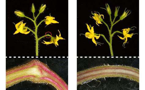 Cryptic mutation is cautionary tale for crop gene editing | Plant breeding, Nature plants, Mutation