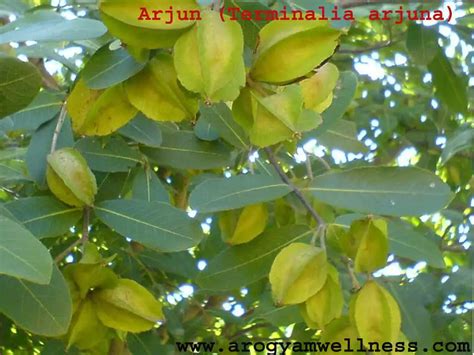 Terminalia Arjuna Health Benefits | Healthtian