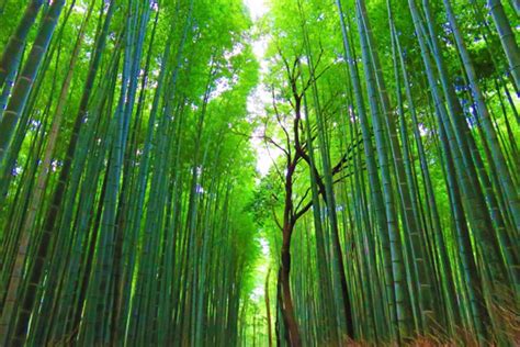 在竹林的道路上悠閒地散步，去消除平日疲勞的旅行怎麼樣？ | Caede-L'ELISIR [紅楓葉- 愛麗絲亞 京都]