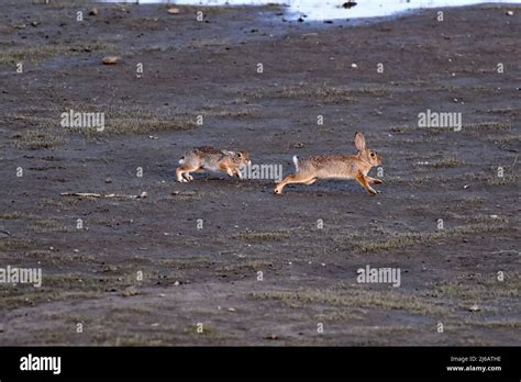 The black-tailed jackrabbit - Lepus californicus Stock Photo - Alamy