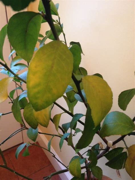 Yellowing Leaves Lemon Tree Indoors