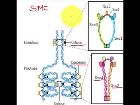 ROLE OF COHESIN AND CONDENSIN IN THE FORMATION OF MITOTIC CHROMOSOMES - YouTube