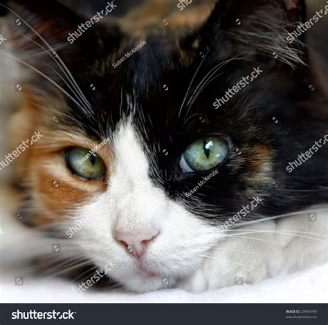 Close Up Of Calico Cat With Beautiful Green Blue Eyes Stock Photo ...