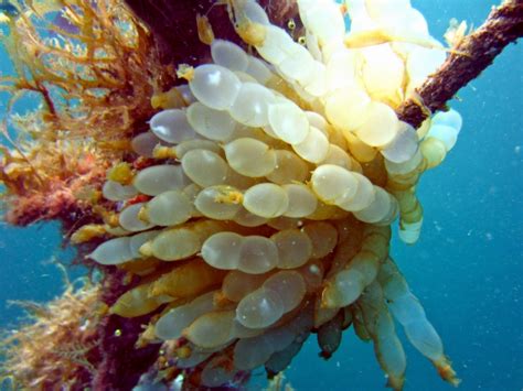 Caribbean Reef Squid – "OCEAN TREASURES" Memorial Library