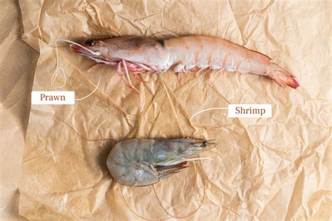Prawns Vs. Shrimp (Side-by-Side Photos)