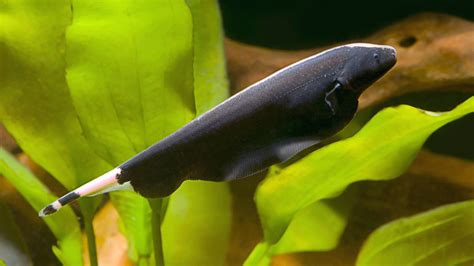 Black Ghost Knife Fish: Care, Feeding and More - Animascorp