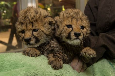 The San Diego Zoo Welcomes Baby Cheetah Ambassadors Into the World