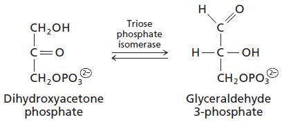 Sandwalk: Splice variants of the human triose phosphate isomerase gene: is alternative splicing ...