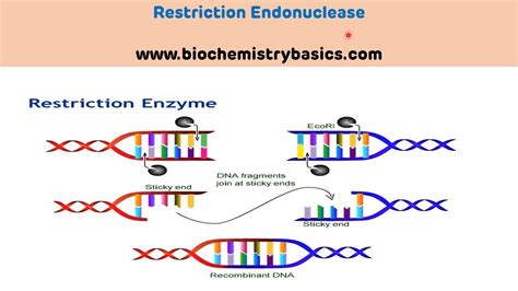 Restriction Enzymes Diagram