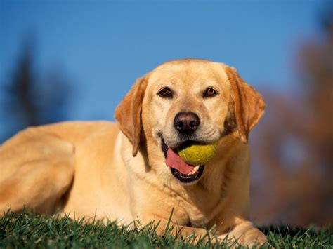 Break Time, Yellow Labrador Wallpapers | HD Wallpapers | ID #1525