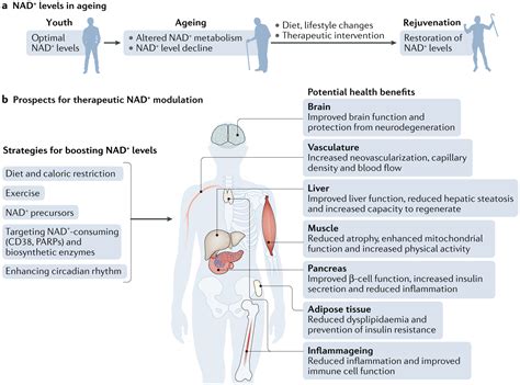 NAD+ metabolism and its roles in cellular processes during ageing - @thesjf