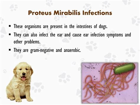 Proteus mirabilis antibiotic susceptibility