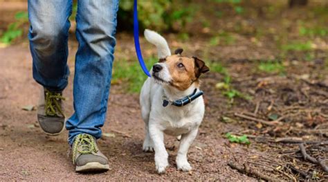 Coronavirus scare: How to walk your pet during self-quarantine | Life ...