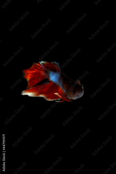 Betta is a freshwater fish native to Southeast Asia, namely Cambodia ...