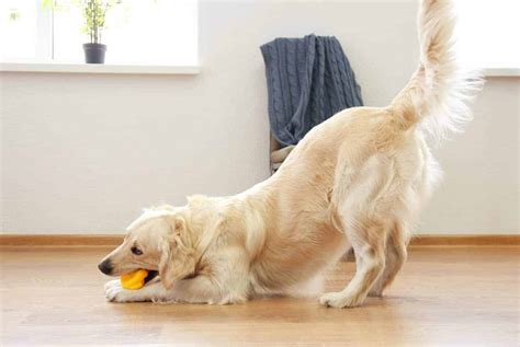 What Breeds Of Dogs Get Their Tails Docked