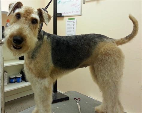 Airedale Terrier Face Grooming - Pets Lovers