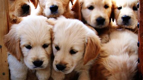 Golden Retriever Puppies growing weeks 1-12 - YouTube