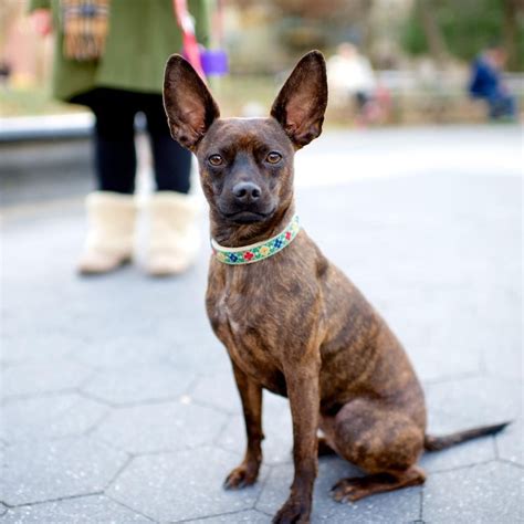 Penny, Miniature Pinscher/Boston Terrier mix (1 y/o), Washington Square ...