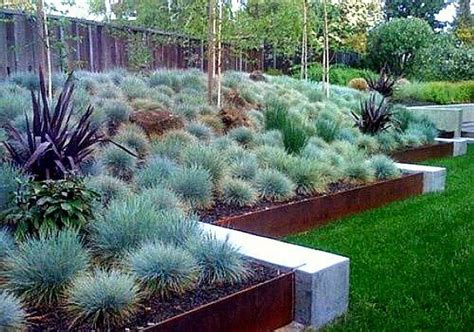 Blue Fescue Grass, 100 Seeds, Festuca Glauca, Ground Cover, Perennial | Blue fescue, Fescue ...