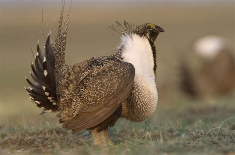 Greater Sage-Grouse | Species | WWF