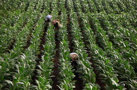 Children As Young As 7 Working Tobacco Farms, Report Says - NBC News