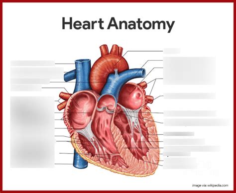 [HESI A&P] Cardiovascular System Heart Anatomy Diagram | Quizlet