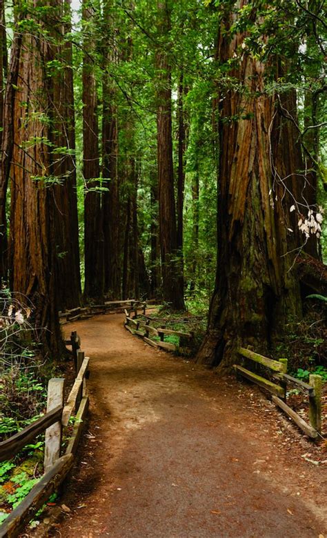 Hiking trail leads through a thick group of coastal redwood trees in ...