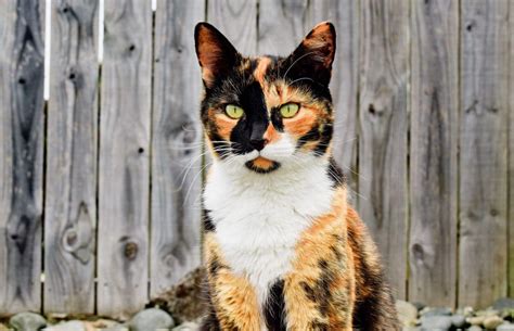 Calico tortoiseshell cat - metbinger