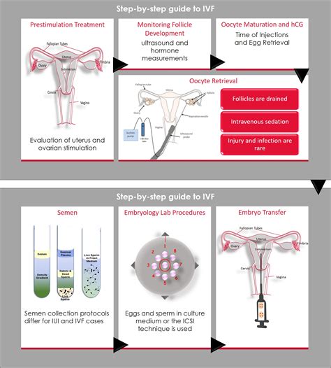 In Vitro Fertilization Embryos